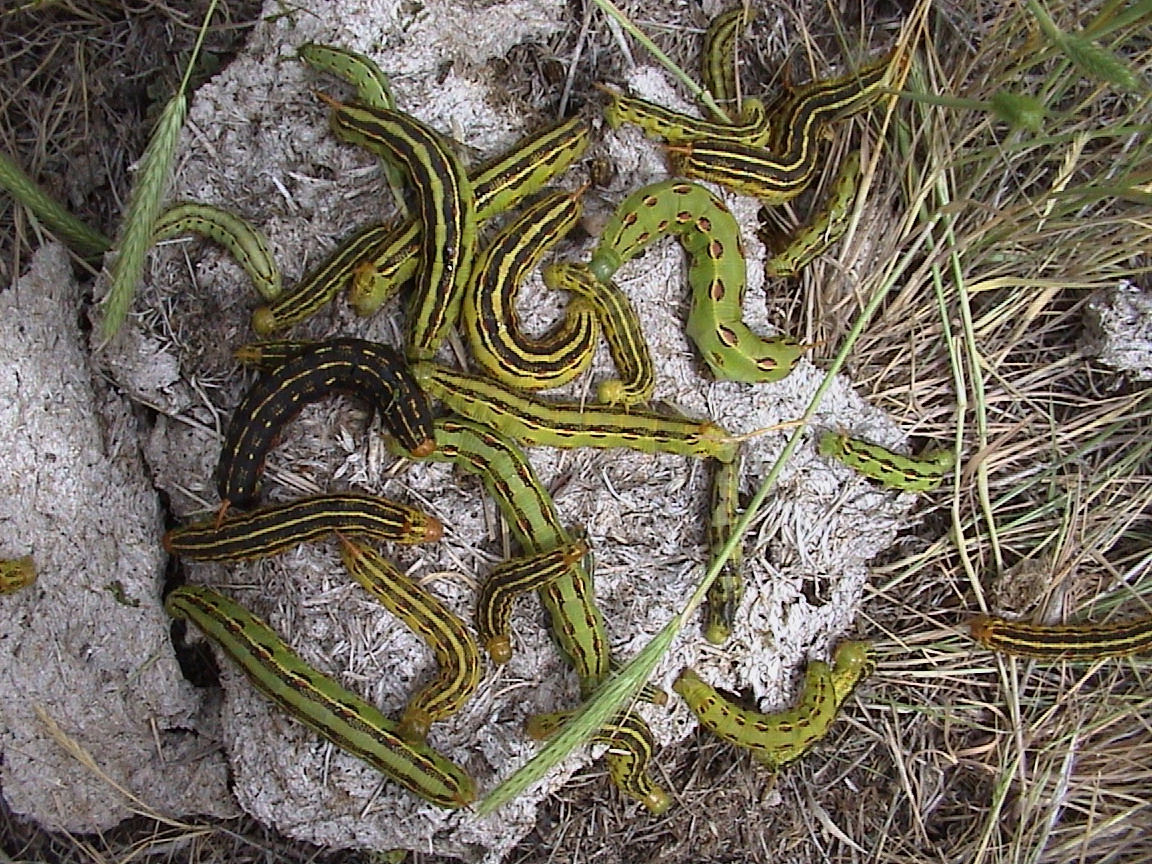 white-lined sphinx caterpillars