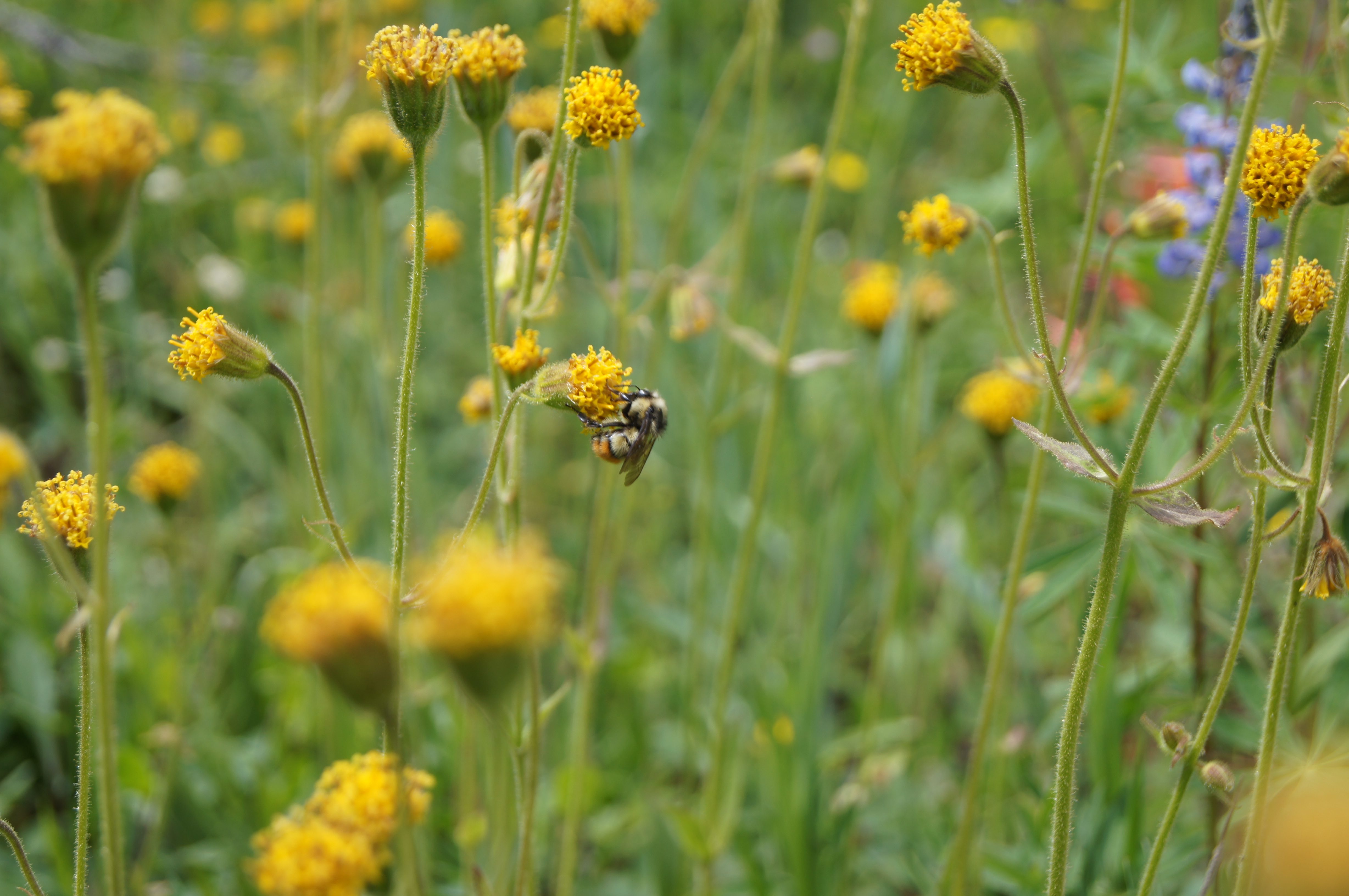 honeybee_wildflowers Sarvis Cr